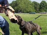Cane corso training bite sleeves dog training equipment italian mastiff
