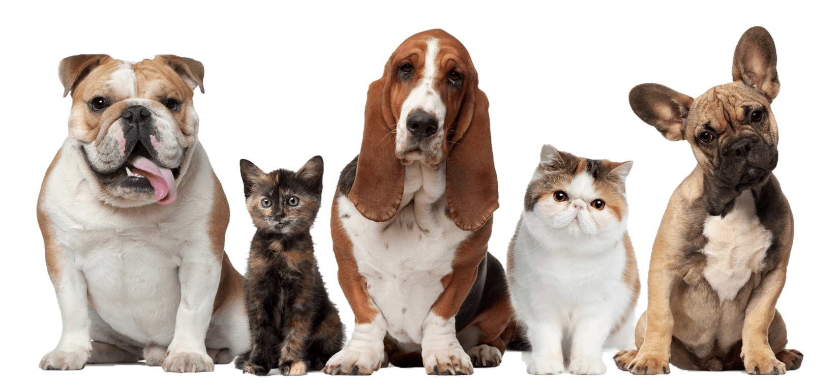 cats dogs trimmed ppt compress
