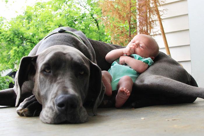 cute big dogs and babies 12 1