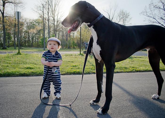 cute big dogs and babies 29