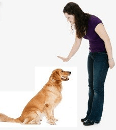 dog training advice