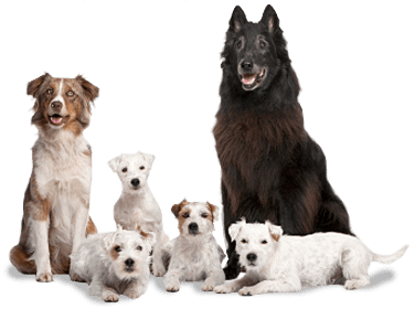 dog group