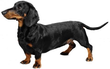 file 23020 dachshund dog breed