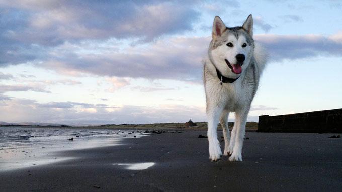 siberian husky dog breed pictures 5