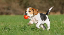 Yavru Köpek Sahiplenme Rehberi