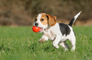 Yavru Köpek Sahiplenme Rehberi